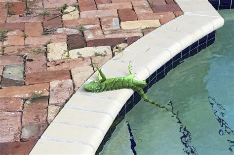 When will frozen iguanas start falling from trees in Florida?